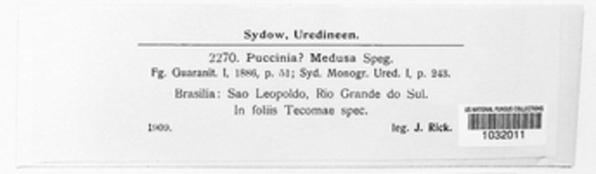 Puccinia medusa image